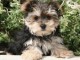Recherche chiots MORKIE (bichon crois&eacute; yorkshire) 