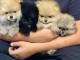 Adorables chiots pomeranien &agrave; adopter