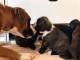 Magnifiques Chiots Boxer Pure Race
