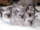 Magnifiques Chatons Sacr&eacute; de Birmanie Pure Race