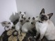 Magnifiques  Chatons  Siamois typer Ta&iuml; Pure Race