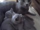  Sublimes chatons Bleu Russe d&eacute;j&agrave; sevr&eacute;s