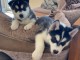 Urgent Adorables chiots husky &agrave; donner 