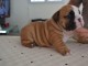 Petite Chiot Bulldog Anglais femelle &agrave; donner