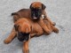 Adorables chiots boxer lof &agrave; r&eacute;server
