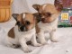 Adorables chiots chihuahua lof &agrave; r&eacute;server