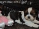 &Agrave; donner Chiot type SHIH TZU femelle
