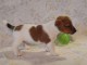  A donner : Chiot type Jack Russel m&acirc;le 