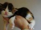  chatons maine coon &agrave; donner contre bons soins 