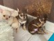 Chiots chihuahua &agrave; donner contre bon soin 