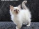 &Agrave; donner chaton (Femelle) type sacr&eacute; de Birmanie
