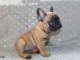 Chiot type Bouledogue fran&ccedil;ais Femelle &agrave; donner