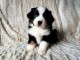 Magnifique chiot femelle Berger Am&eacute;ricain a vendre