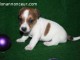 Chiot type Jack Russel &agrave; donner