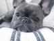 je donne contre soin chiot bouledogue fran&ccedil;ais a un prix cadeaux