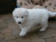 A donner tr&egrave;s beau chiot femelle Berger blanc suisse
