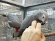  A donner contre bons soins perroquet gris du Gabon