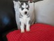 Chiots siberian husky femelle &agrave; adopter