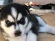 HUSKY DE SIBERIEN A DONNER