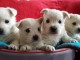 Chiots Westie &agrave; donner