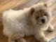 Je donne mes splendides b&eacute;b&eacute;s Chow Chow