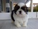A ADOPTER b&eacute;b&eacute;s Shih Tzu de 3 mois.