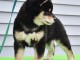 Mignons chiots Shiba Inu &agrave; donner
