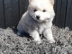 Mini et magnifiques chiots Pomsky &agrave; ADOPTER.