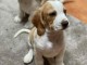 Mignons b&eacute;b&eacute;s Beagle &agrave; adopter