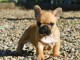 A donn&eacute; magnifique chiot bouledogue fran&ccedil;ais femelle