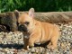 A donn&eacute; magnifique chiot bouledogue fran&ccedil;ais