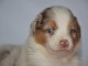 chiot berger australien  a donner