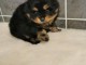 Chiot  SPITZ, 3 mois, m&acirc;le charmant a donner