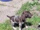 Chiot Braque allemand &agrave; poil court a donner