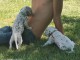 Adorable chiots dalmatien a donner