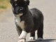 chiot Akita Am&eacute;ricain a donner