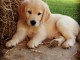 chiot golden retriever a donner