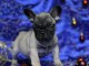 Chiot Bouledogue Fran&ccedil;ais lof a donner
