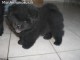 Chiot Chow Chow &agrave; donner