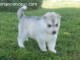 Adorable Chiot Husky de siberien femelle &agrave; donner