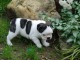 Chiot Bouledogue Fran&ccedil;ais lof a donner