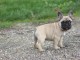 Chiot Bouledogue Fran&ccedil;ais lof a donner