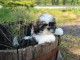 Donnes chiot shih tzu femelle non inscrit au lof