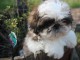 Donnes chiot shih tzu femelle non inscrit au lof