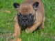 Chiot Bouledogue Fran&ccedil;ais lof a donner