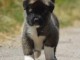 chiot Akita Am&eacute;ricain lof a donner