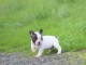 Chiot Bouledogue Fran&ccedil;ais lof a donner