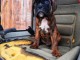 Adorable chiot Boxer femelle et m&acirc;le a donner