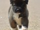 chiot Akita Am&eacute;ricain lof a donner