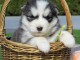 Petits chiots tr&egrave;s joueurs a donn&eacute;  husky siberien 